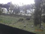 Fot.12